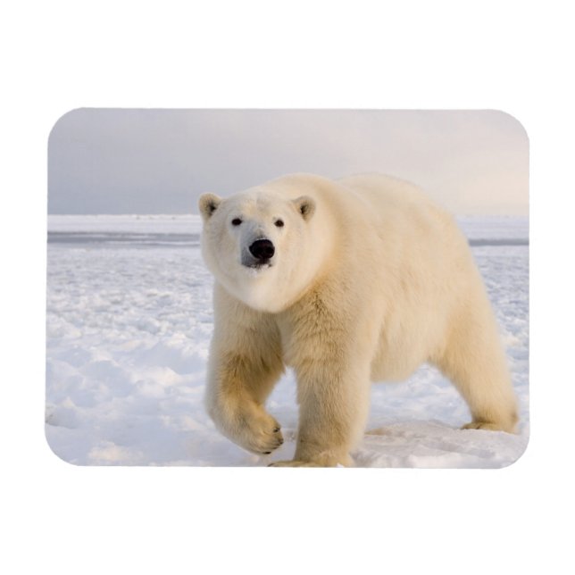 Magnet Flexible ours polaire, Ursus maritimus, sur glace et neige, (Horizontal)