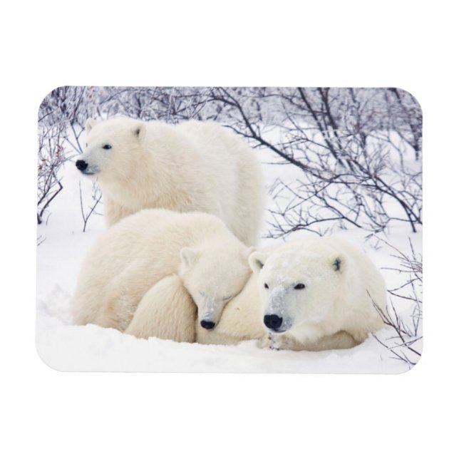 Magnet Flexible Ours polaires femelle et deux petits 3 (Horizontal)
