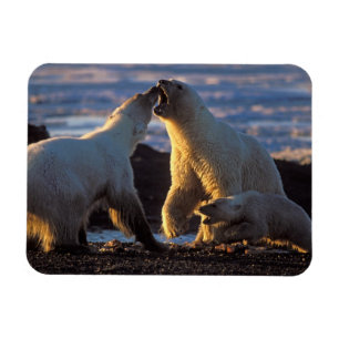 Magnet Flexible Ours polaires femelles avec ourson sur le côté, 10