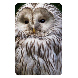 MAGNET FLEXIBLE OWLS