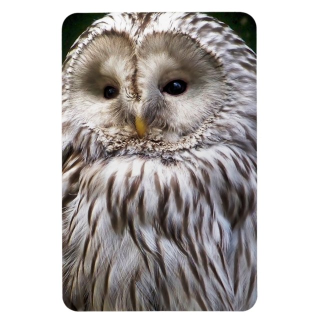 MAGNET FLEXIBLE OWLS (Vertical)