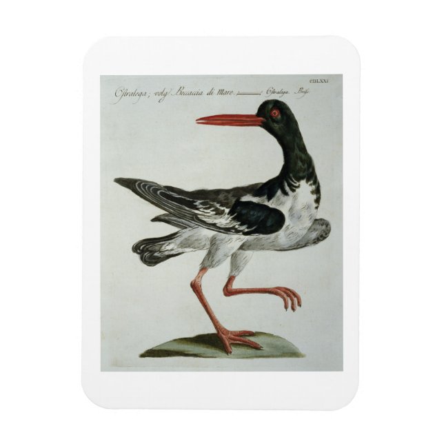 Magnet Flexible Oyster Catcher, c.1767-76 (gravure à la main) (Vertical)