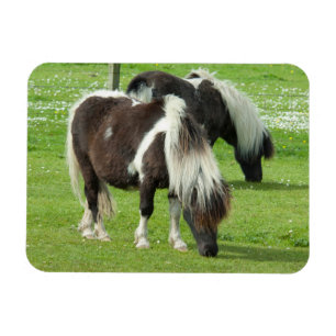 Magnet Flexible Paint Ponts Purebred Shetland