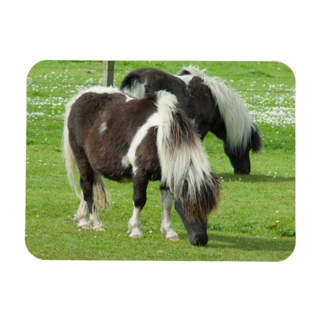 Magnet Flexible Paint Ponts Purebred Shetland (Horizontal)