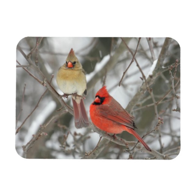 Magnet Flexible Paire De Cardinaux Du Nord (Horizontal)