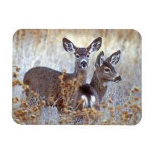 Magnet Flexible Paire de cerfs de Mule sauvage   Californie
