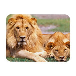 Magnet Flexible Paire de lions africains, Panthera leo, Tanzanie