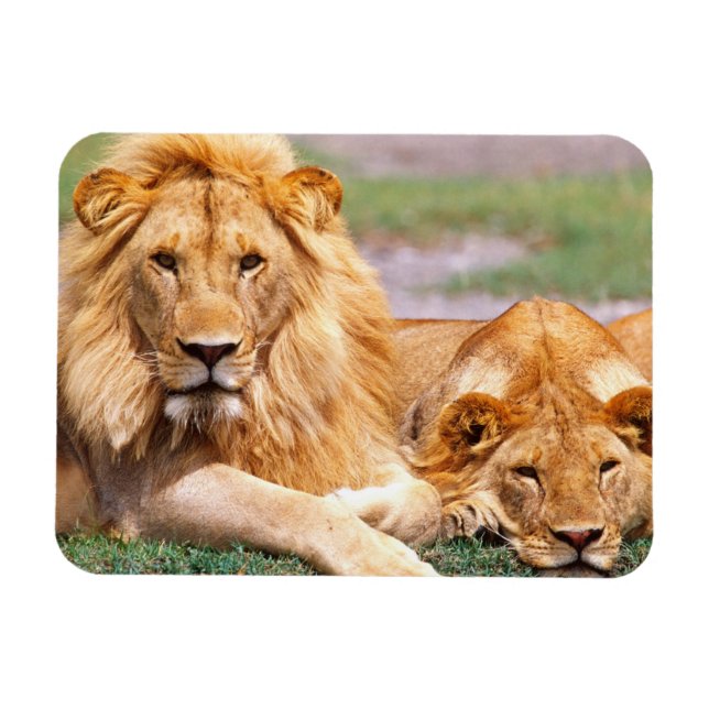 Magnet Flexible Paire de lions africains, Panthera leo, Tanzanie (Horizontal)