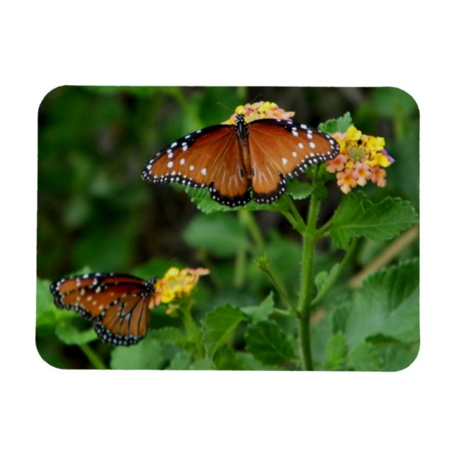Magnet Flexible Paire de papillons royaux (Horizontal)