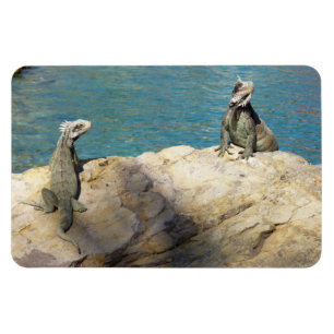 Magnet Flexible Paire d'iguanes Photographie de faune tropicale