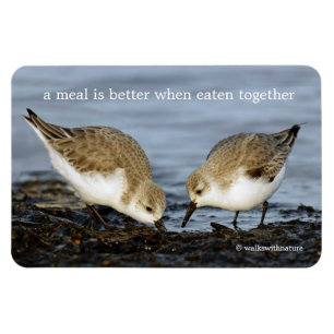 Magnet Flexible Paire mignonne de Sanderlings Sandpipers Partage u