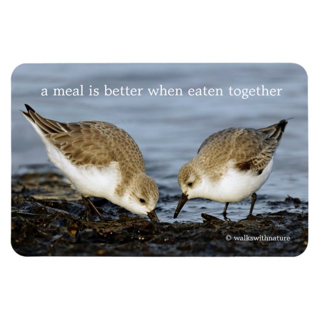 Magnet Flexible Paire mignonne de Sanderlings Sandpipers Partage u (Horizontal)