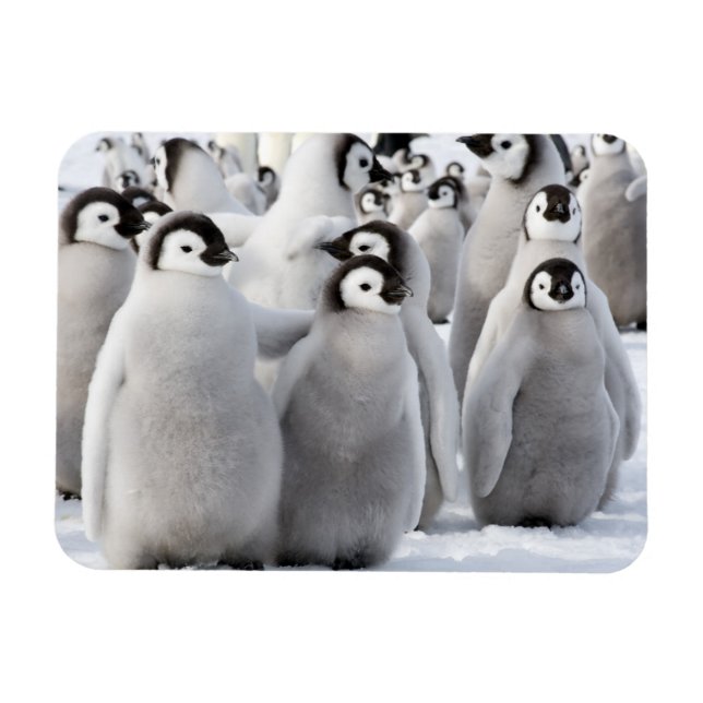 Magnet Flexible Pal de pingouin (Horizontal)