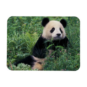Magnet Flexible Panda géant dans l'herbe, vallée de Wolong, Sichua