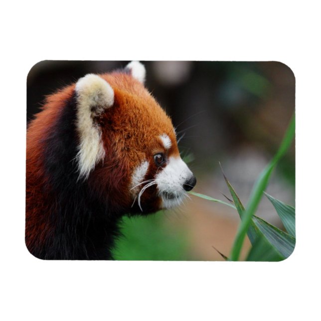 Magnet Flexible Panda rouge (Horizontal)
