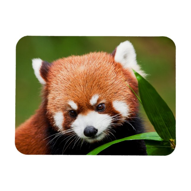 Magnet Flexible Panda roux mignon (Horizontal)