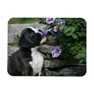 Magnet Flexible Panne de chien de boîte