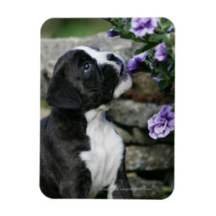 Magnet Flexible Panne de chien de boîte