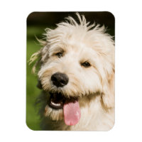 Panneaux de chiot Goldendoodle