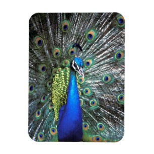 Magnet Flexible Paon magnifique déployant des plumes colorées
