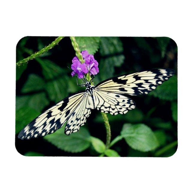 Magnet Flexible Paperkite blanc papillon (Horizontal)