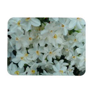 Magnet Flexible Paperwhite Narcissus Fleurs blanches délicates