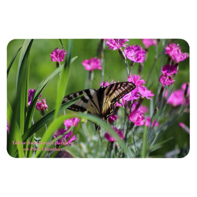 Magnet Flexible Papillon à queue jaune et Dianthus rose (Horizontal)