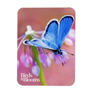 Magnet Flexible Papillon Azure