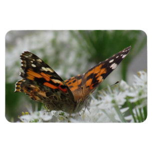 Magnet Flexible Papillon de la Dame peinte