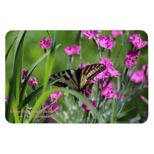 Magnet Flexible Papillon jaune de machaon et oeillet rose