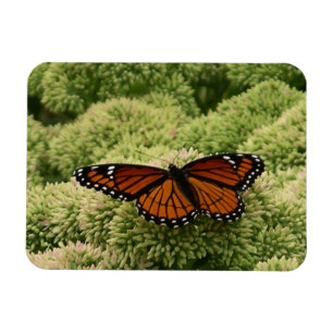 Magnet Flexible Papillon Limenitis arthemis Photographie de la nat
