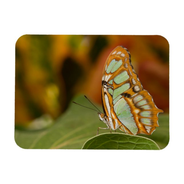 Magnet Flexible Papillon malachite sur une feuille (Horizontal)
