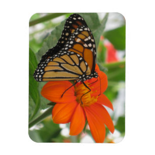 Magnet Flexible Papillon monarque
