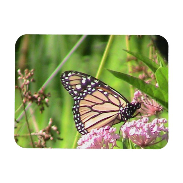 Magnet Flexible Papillon monarque (Horizontal)