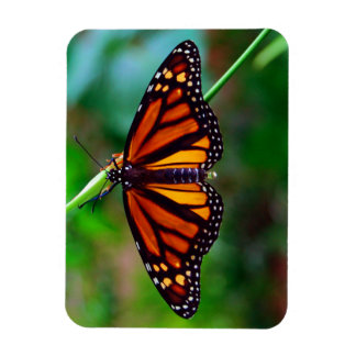 Magnet Flexible Papillon monarque