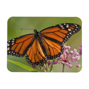 Magnet Flexible Papillon monarque mâle sur asclépiade incarnate
