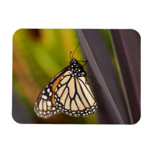 Magnet Flexible Papillon Monarque sur Agave