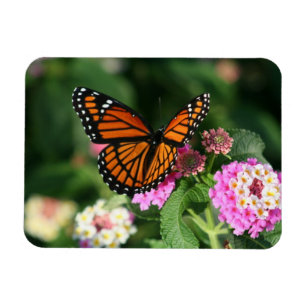 Magnet Flexible Papillon Monarque sur Fleurs Lantana.Magnet