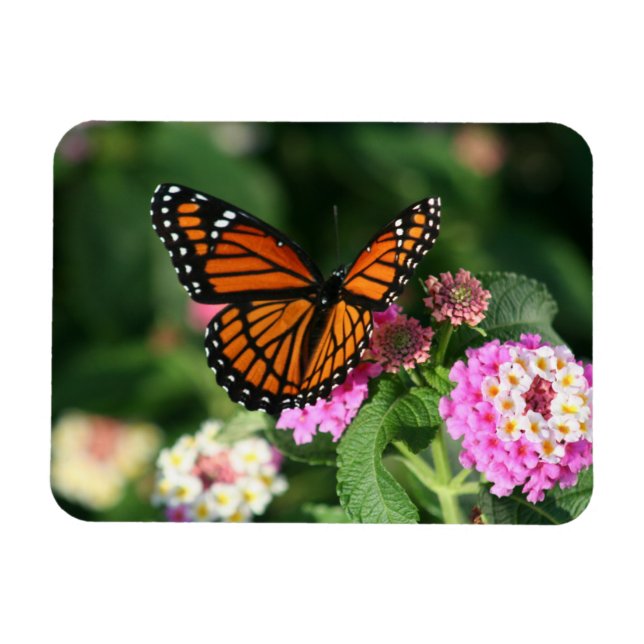 Magnet Flexible Papillon Monarque sur Fleurs Lantana.Magnet (Horizontal)
