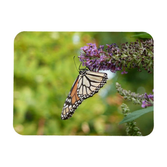 Magnet Flexible Papillon Monarque sur papillon pourpre Bush (Horizontal)