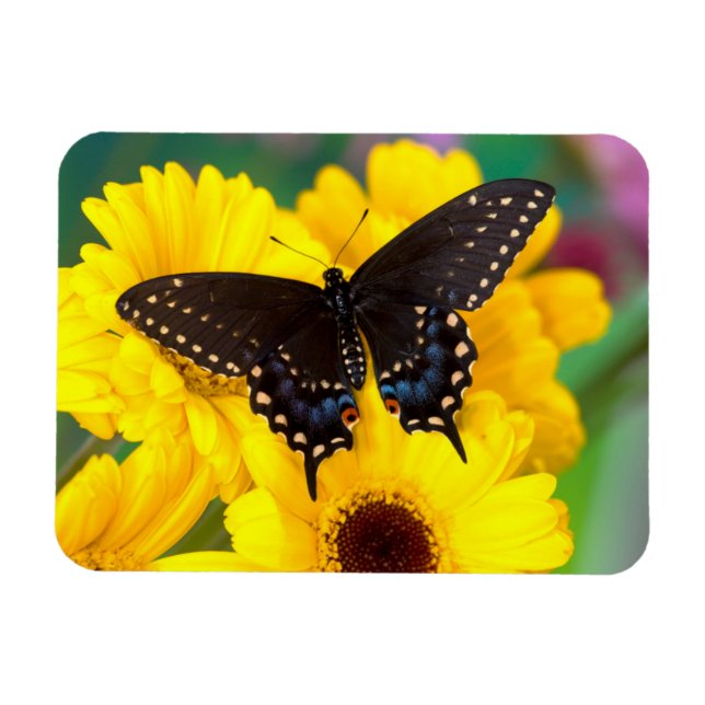 Magnet Flexible Papillon Papilio polyxenes (Horizontal)