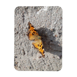 Magnet Flexible Papillon sous le soleil