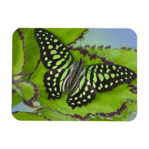 Magnet Flexible Papillon sur fond vert