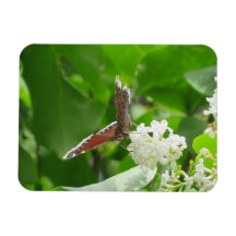 Papillon sur l'aimant Lilac de printemps