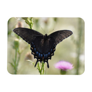 Magnet Flexible Papillon Swallowtail