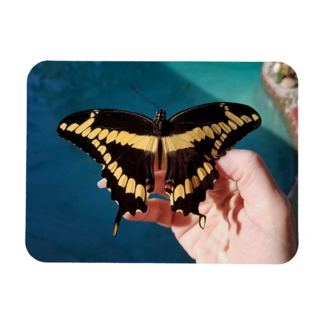 Magnet Flexible Papillon swallowtail géant (Horizontal)