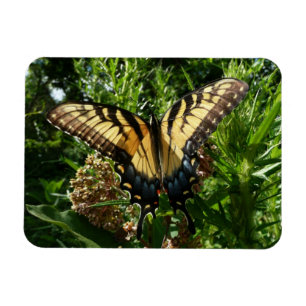 Magnet Flexible Papillon Swallowtail III Belle photo colorée