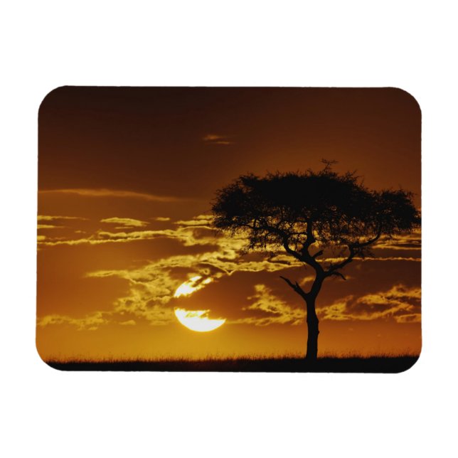 Magnet Flexible Parapluie Thorn Acacia, Acacia tortilis, (Horizontal)