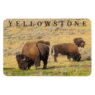 Magnet Flexible Parc national de Lamar Valley Bison Yellowstone