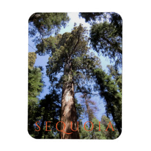 Magnet Flexible Parc national de Sequoia